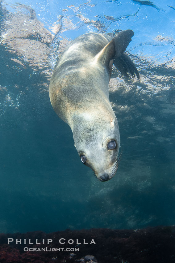 California sea lion pup at the Coronado Islands, Mexico, inquisitive of the photographer, underwater., Zalophus californianus, natural history stock photograph, photo id 38565