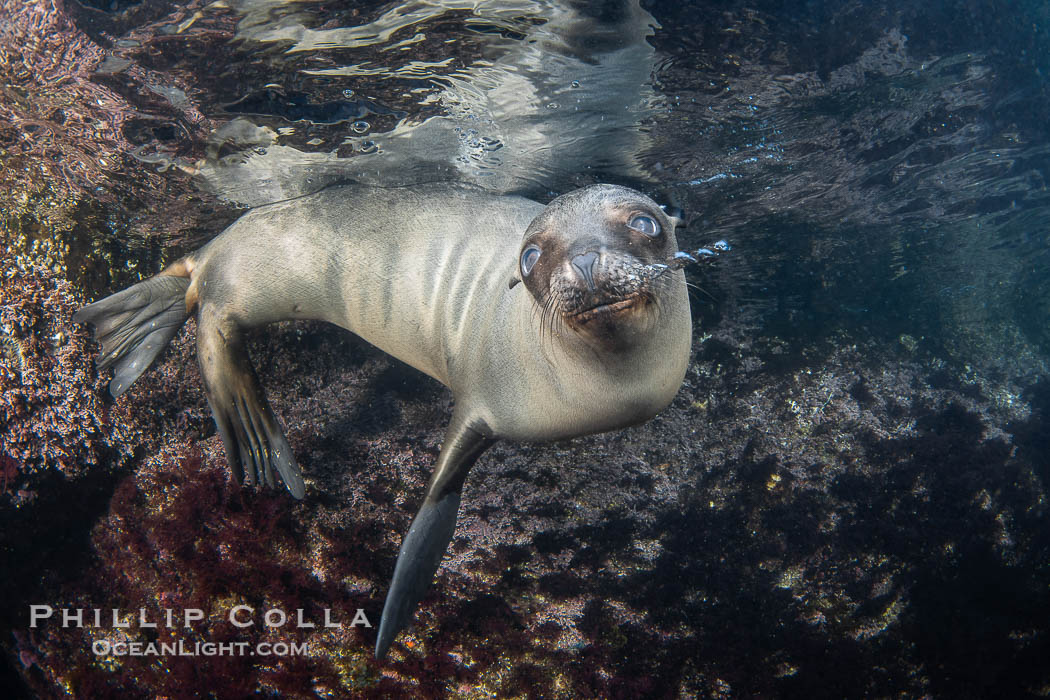 California sea lion pup at the Coronado Islands, Mexico, inquisitive of the photographer, underwater., Zalophus californianus, natural history stock photograph, photo id 38573