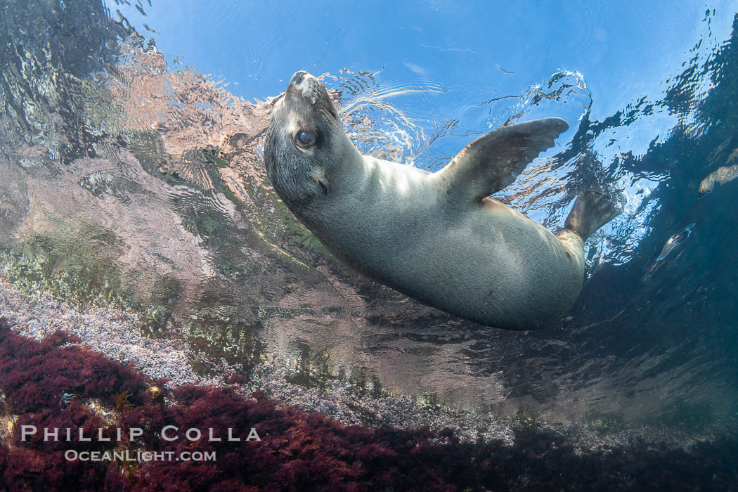 California sea lion pup at the Coronado Islands, Mexico, inquisitive of the photographer, underwater., Zalophus californianus, natural history stock photograph, photo id 38577