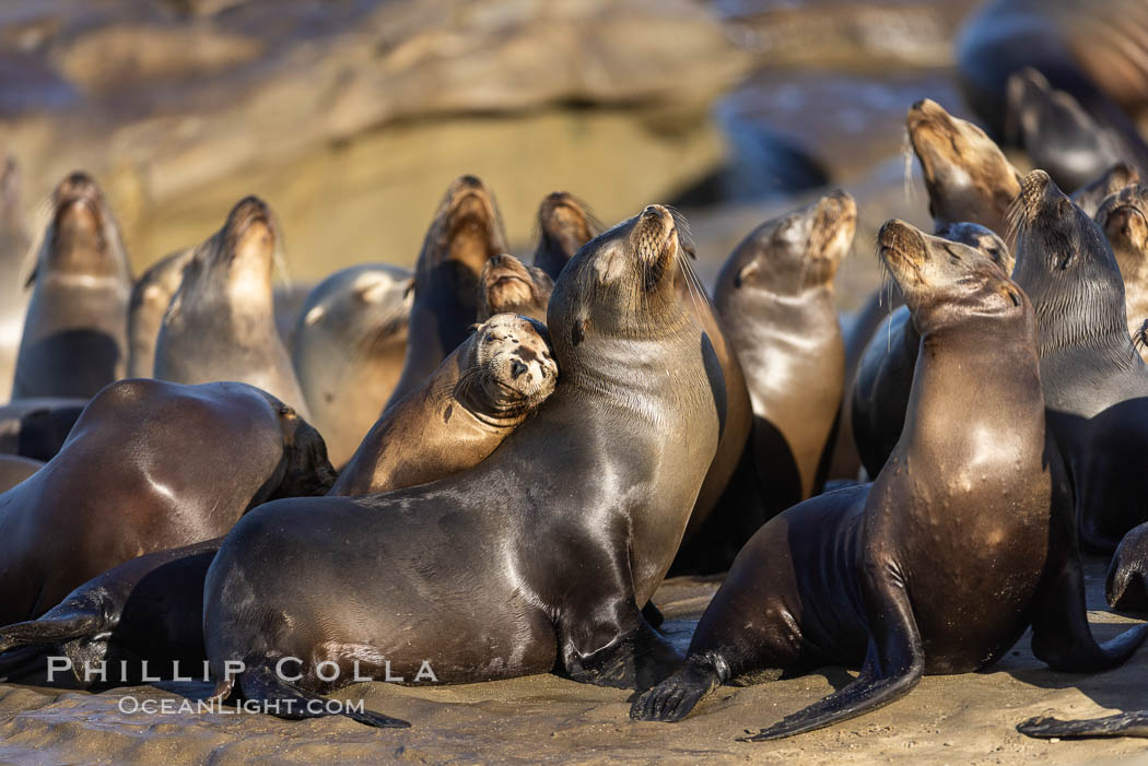 California sea lion pups gather on the beach, Point La Jolla. USA, Zalophus californianus, natural history stock photograph, photo id 37579