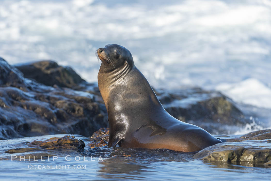California sea lion at rest at the edge of the ocean, La Jolla. USA, natural history stock photograph, photo id 37624