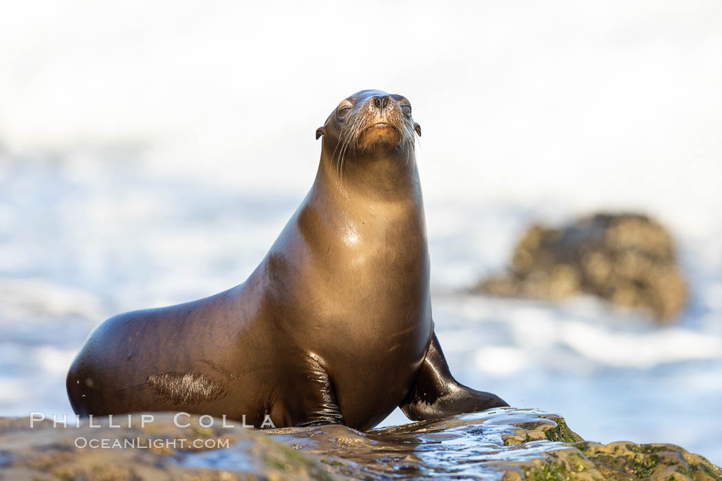 California Sea Lion Resting in the Sun, on rocky reef, Zalophus californianus, La Jolla