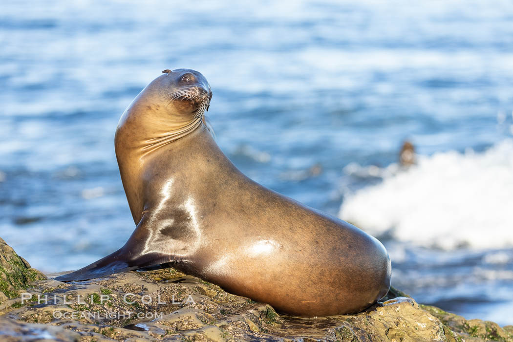 California Sea Lion Resting in the Sun, on rocky reef. La Jolla, USA, Zalophus californianus, natural history stock photograph, photo id 36860