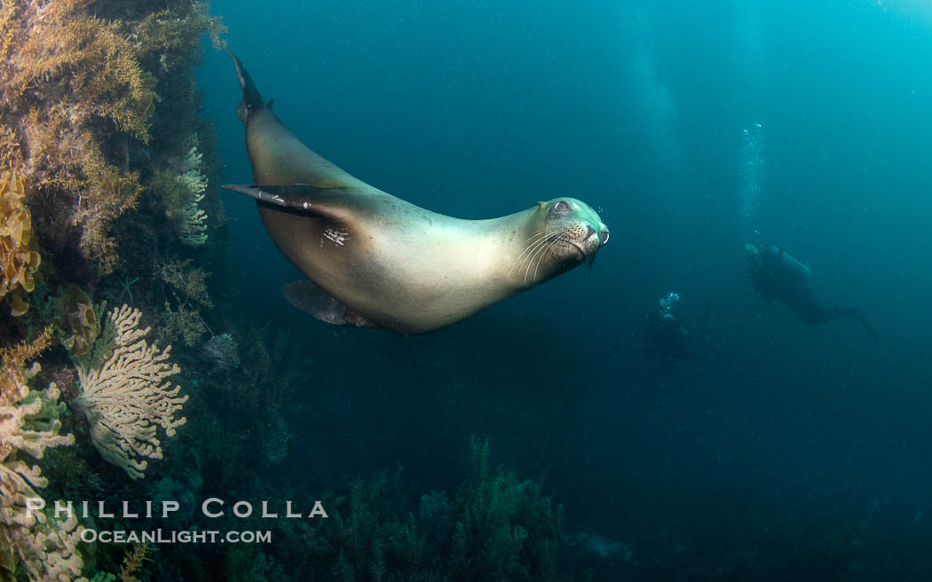 California Sea Lion, San Pedro Martir Island, Sea of Cortez, Mexico, Zalophus californianus, Isla San Pedro Martir, Sonora California Sea Lion, San Pedro Martir Island, Sea of Cortez, Mexico, Zalophus californianus, Isla San Pedro Martir, Sonora