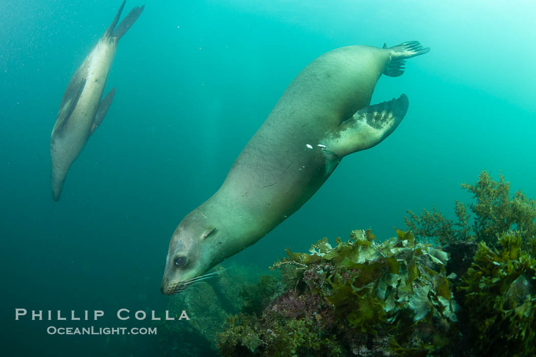 California Sea Lion, San Pedro Martir Island, Sea of Cortez, Mexico., Zalophus californianus, natural history stock photograph, photo id 40427