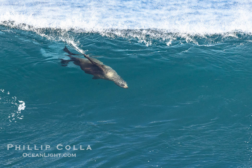 California sea lion speeds across the face of a wave while bodysurfing, La Jolla, California. USA, natural history stock photograph, photo id 38999