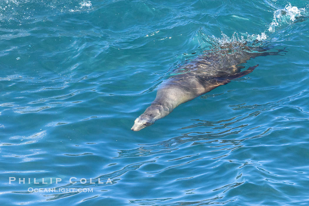 California sea lion speeds across the face of a wave while bodysurfing, La Jolla, California. USA, natural history stock photograph, photo id 39003