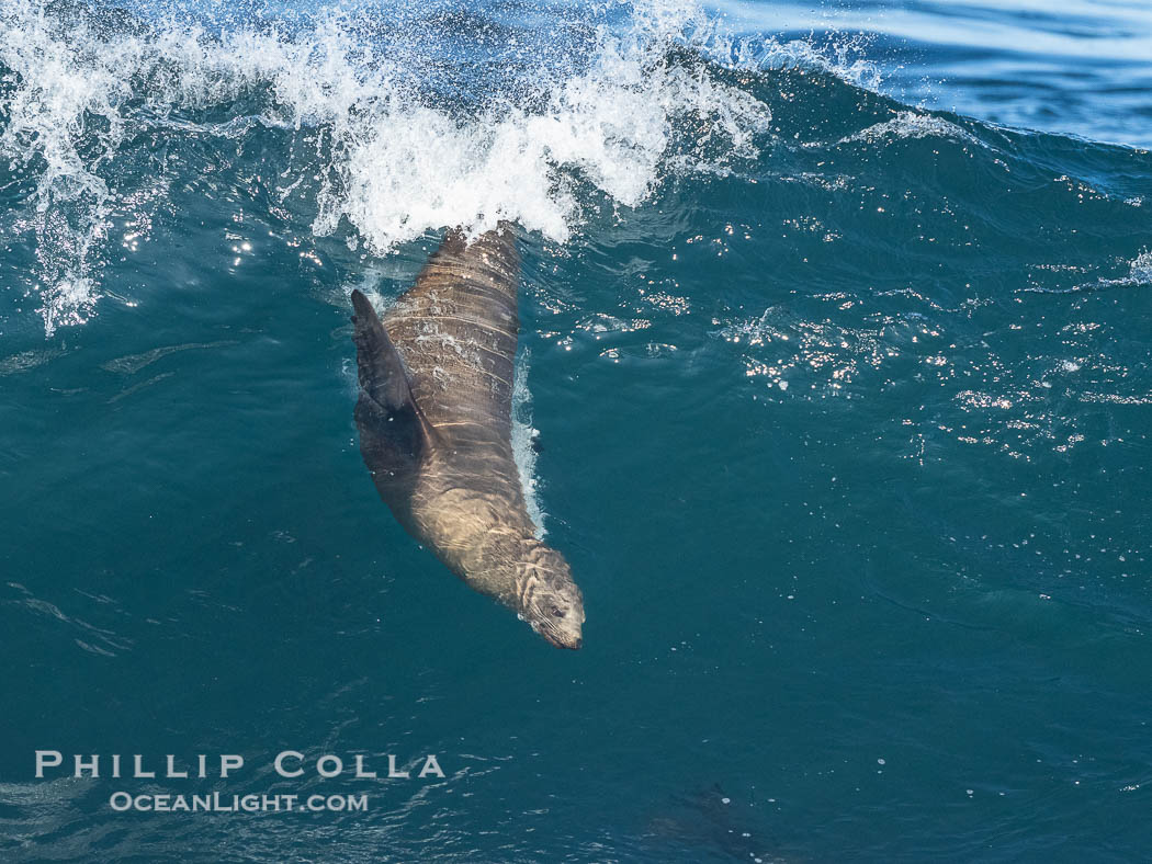 A California Sea Lion Surfing a Big Wave at La Jolla Cove, San Diego. USA, Zalophus californianus, natural history stock photograph, photo id 40286