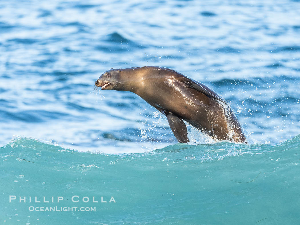 California Sea Lion Surfing Waves at La Jolla Cove and Boomer Beach, San Diego. USA, Zalophus californianus, natural history stock photograph, photo id 40270