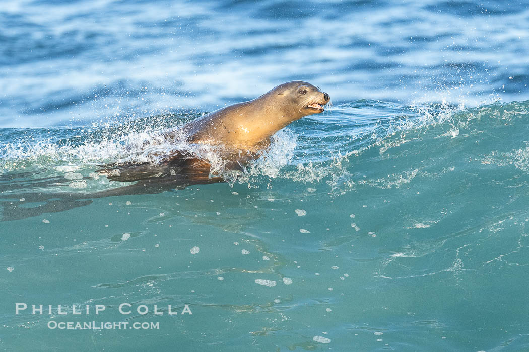 California Sea Lion Surfing Waves at La Jolla Cove and Boomer Beach, San Diego. USA, Zalophus californianus, natural history stock photograph, photo id 40268
