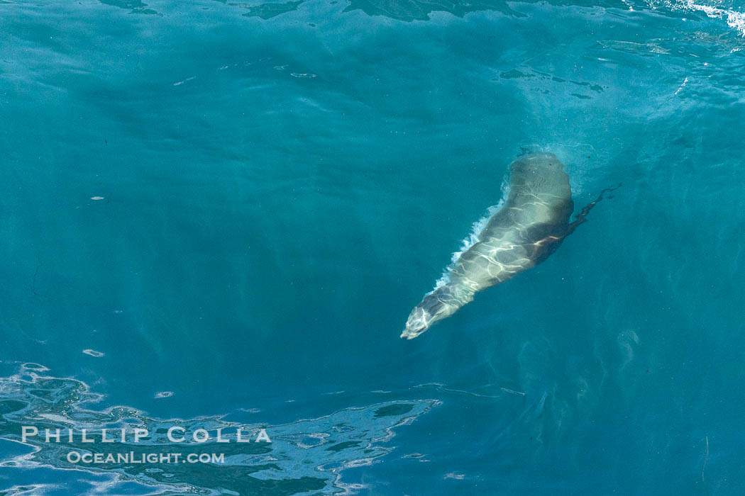 California sea lion suspended in a large wave while bodysurfing, Boomer Beach, La Jolla. USA, natural history stock photograph, photo id 38997