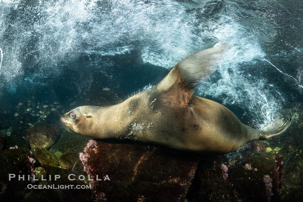 California Sea Lion Swimming Fast with Bubbles, Coronado Islands, Baja California, Mexico. Coronado Islands (Islas Coronado), Zalophus californianus, natural history stock photograph, photo id 36532