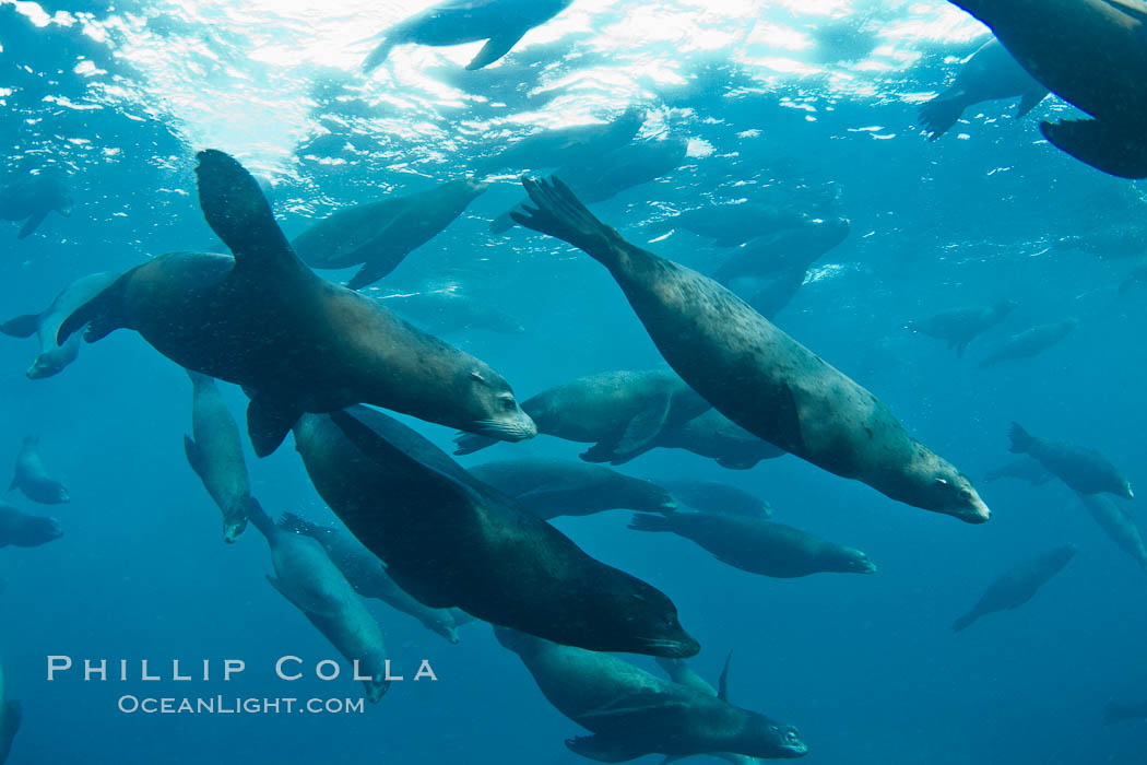 Large group of bachelor adult male California sea lions, underwater view, at Isla Las Animas near La Paz, Sea of Cortez, Baja California. Mexico, Zalophus californianus, natural history stock photograph, photo id 27462