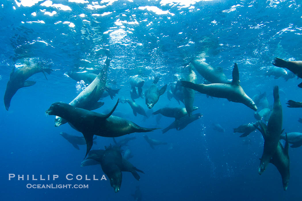 Large group of bachelor adult male California sea lions, underwater view, at Isla Las Animas near La Paz, Sea of Cortez, Baja California., Zalophus californianus, natural history stock photograph, photo id 27464