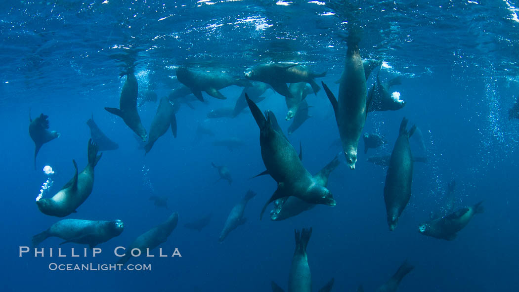 Large group of bachelor adult male California sea lions, underwater view, at Isla Las Animas near La Paz, Sea of Cortez, Baja California., Zalophus californianus, natural history stock photograph, photo id 27463