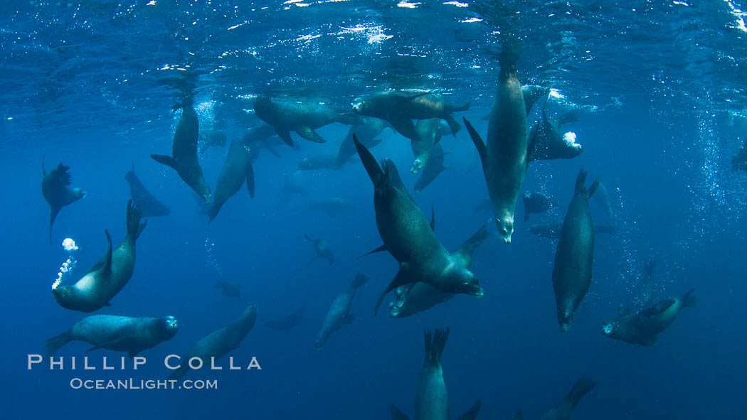 Large group of bachelor adult male California sea lions, underwater view, at Isla Las Animas near La Paz, Sea of Cortez, Baja California. Mexico, Zalophus californianus, natural history stock photograph, photo id 27463