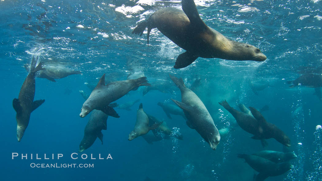 Large group of bachelor adult male California sea lions, underwater view, at Isla Las Animas near La Paz, Sea of Cortez, Baja California. Mexico, Zalophus californianus, natural history stock photograph, photo id 27461