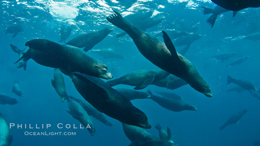Large group of bachelor adult male California sea lions, underwater view, at Isla Las Animas near La Paz, Sea of Cortez, Baja California. Mexico, Zalophus californianus, natural history stock photograph, photo id 27465
