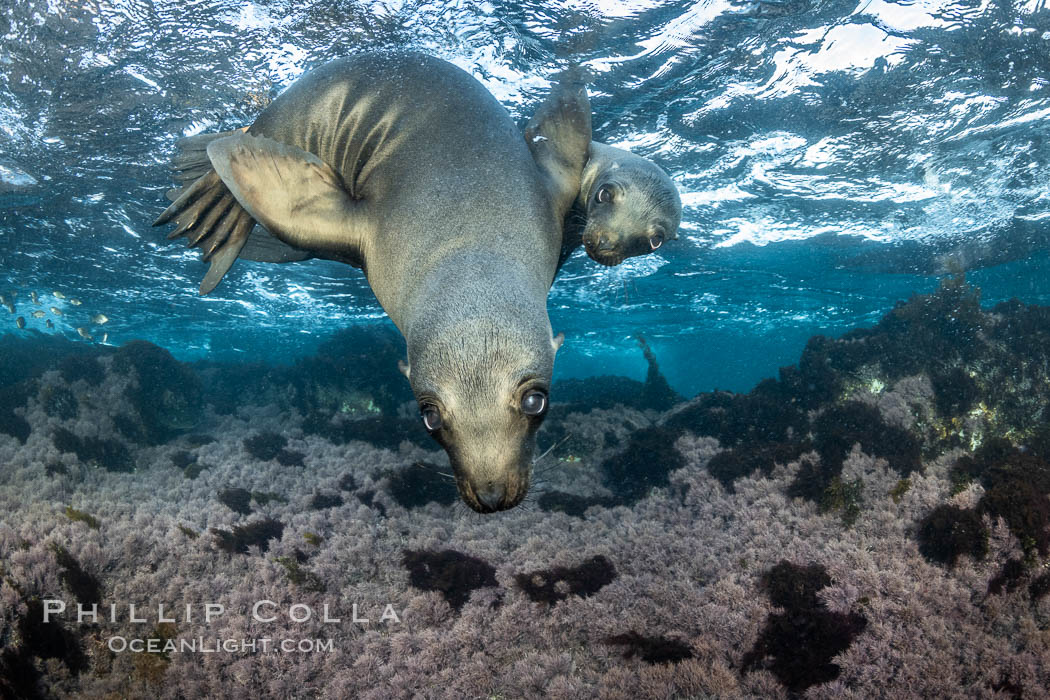 California Sea Lion Underwater, Coronado Islands, Baja California, Mexico. Coronado Islands (Islas Coronado), Zalophus californianus, natural history stock photograph, photo id 36478