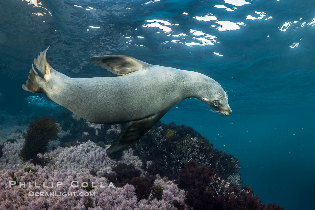 California Sea Lion Underwater, Coronado Islands, Baja California, Mexico. Coronado Islands (Islas Coronado), Zalophus californianus, natural history stock photograph, photo id 36486