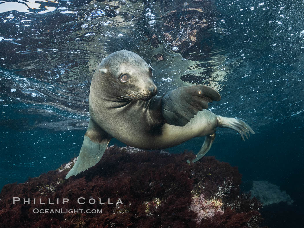 California Sea Lion Underwater, Coronado Islands, Baja California, Mexico. Coronado Islands (Islas Coronado), Zalophus californianus, natural history stock photograph, photo id 36472