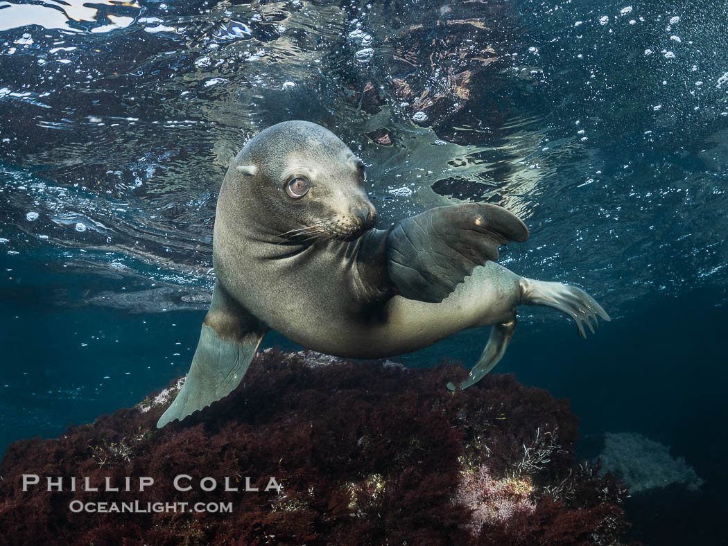 California Sea Lion Underwater, Coronado Islands, Baja California, Mexico, Zalophus californianus, Coronado Islands (Islas Coronado)