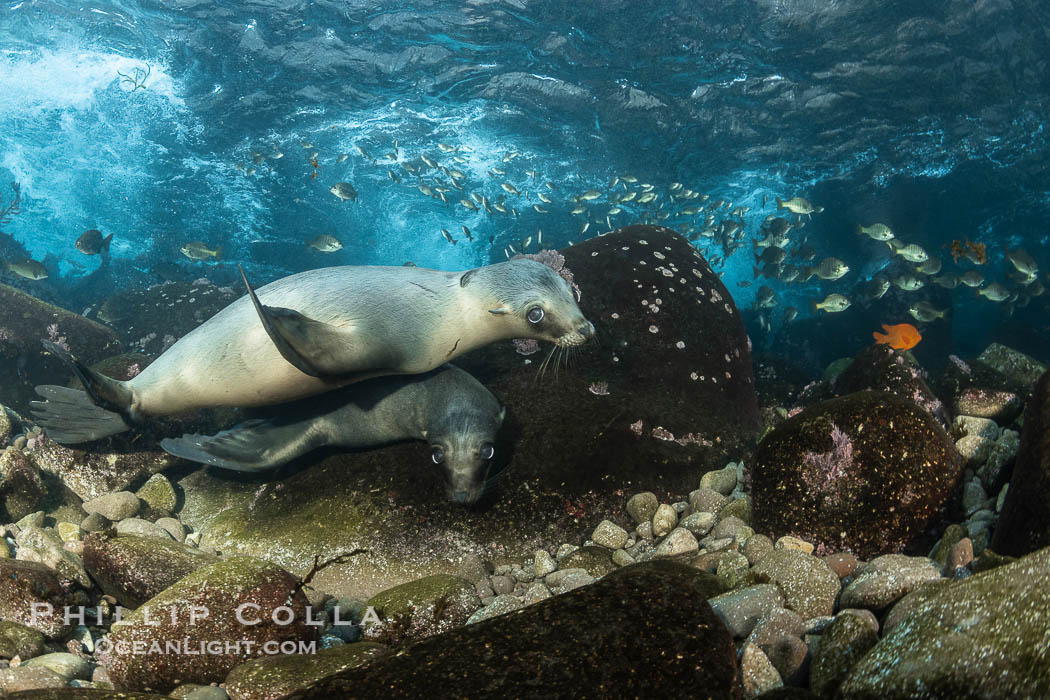 California Sea Lion hunting zebra perch, Coronado Islands, Baja California, Mexico. Coronado Islands (Islas Coronado), Hermosilla azurea, Zalophus californianus, natural history stock photograph, photo id 36476