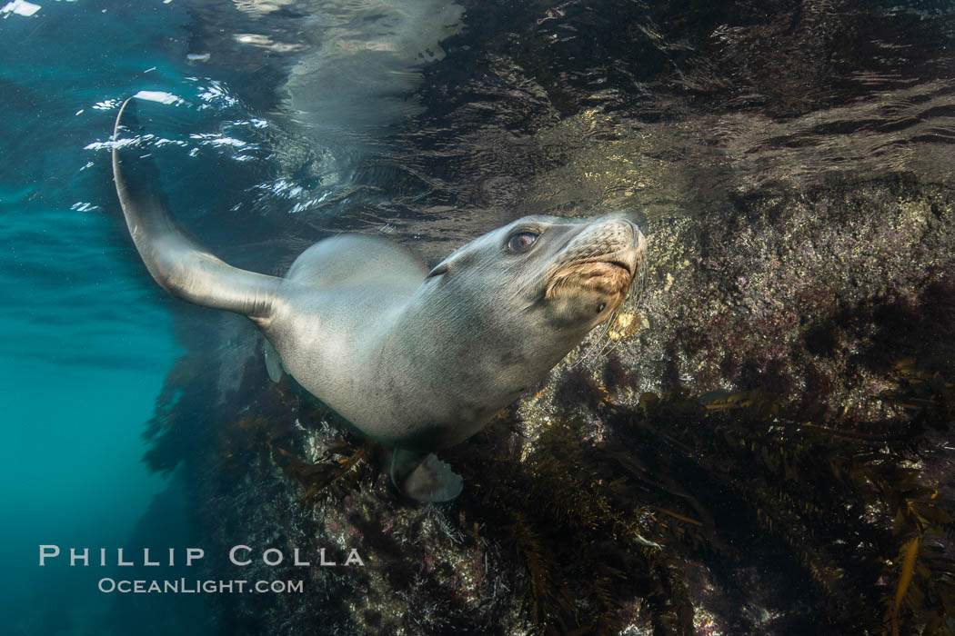 California Sea Lion Underwater, Coronado Islands, Baja California, Mexico. Coronado Islands (Islas Coronado), Zalophus californianus, natural history stock photograph, photo id 36496