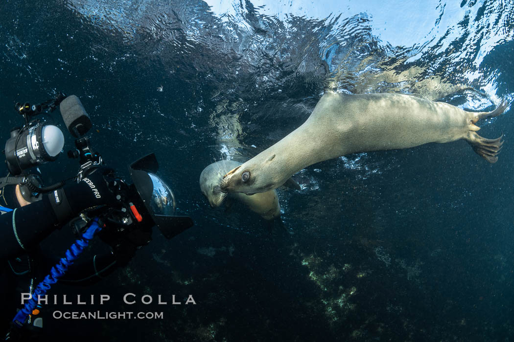 California Sea Lion Underwater, Coronado Islands, Baja California, Mexico. Coronado Islands (Islas Coronado), Zalophus californianus, natural history stock photograph, photo id 36487
