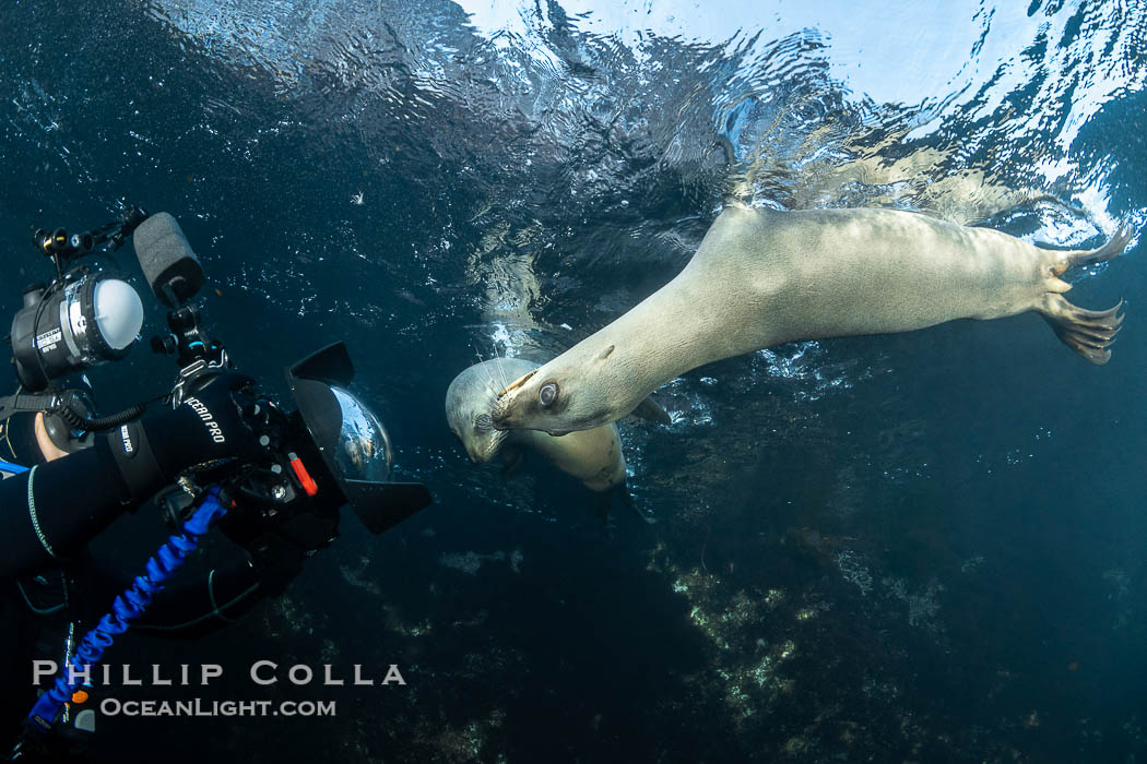 California Sea Lion Underwater, Coronado Islands, Baja California, Mexico., Zalophus californianus, natural history stock photograph, photo id 36487