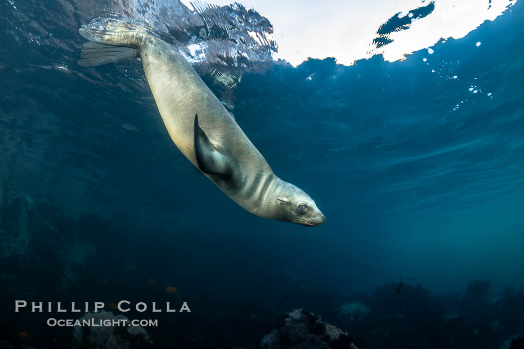 California Sea Lion Underwater, Coronado Islands, Baja California, Mexico. Coronado Islands (Islas Coronado), Zalophus californianus, natural history stock photograph, photo id 36495