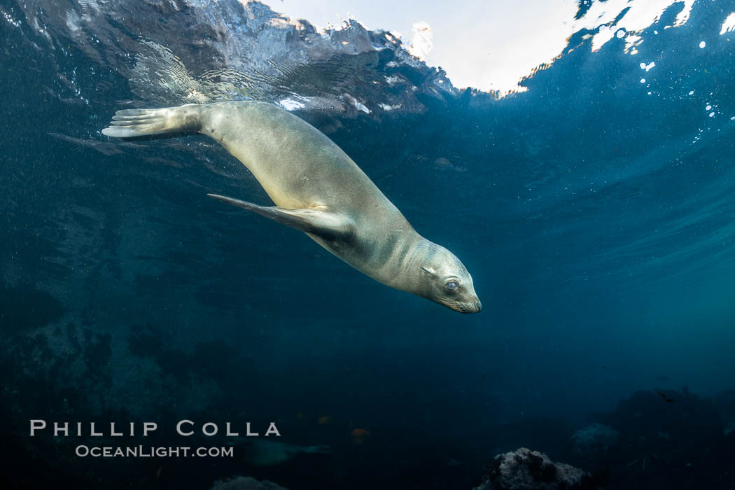 California Sea Lion Underwater, Coronado Islands, Baja California, Mexico. Coronado Islands (Islas Coronado), Zalophus californianus, natural history stock photograph, photo id 36499