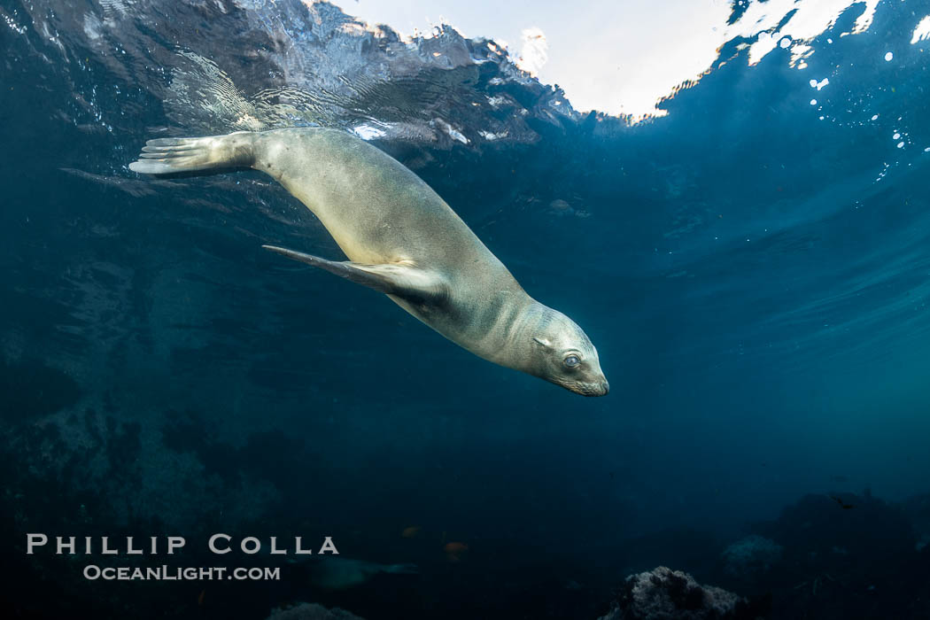 California Sea Lion Underwater, Coronado Islands, Baja California, Mexico. Coronado Islands (Islas Coronado), Zalophus californianus, natural history stock photograph, photo id 36499