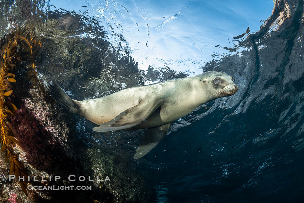 California Sea Lion Underwater, Coronado Islands, Baja California, Mexico, Zalophus californianus, Coronado Islands (Islas Coronado) California Sea Lion Underwater, Coronado Islands, Baja California, Mexico, Zalophus californianus, Coronado Islands (Islas Coronado)