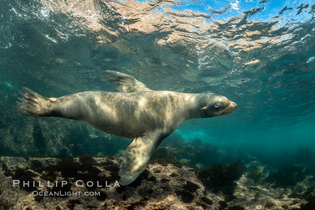 California Sea Lion Underwater, Coronado Islands, Baja California, Mexico. Coronado Islands (Islas Coronado), Zalophus californianus, natural history stock photograph, photo id 36485