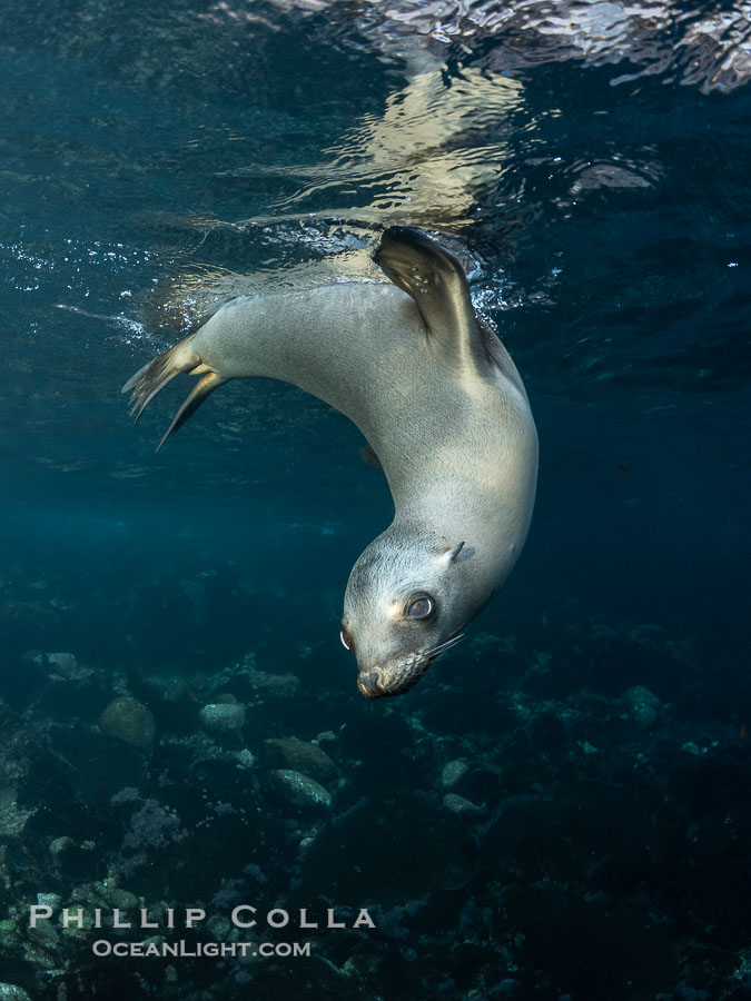 California Sea Lion Underwater, Coronado Islands, Baja California, Mexico., Zalophus californianus, natural history stock photograph, photo id 36489