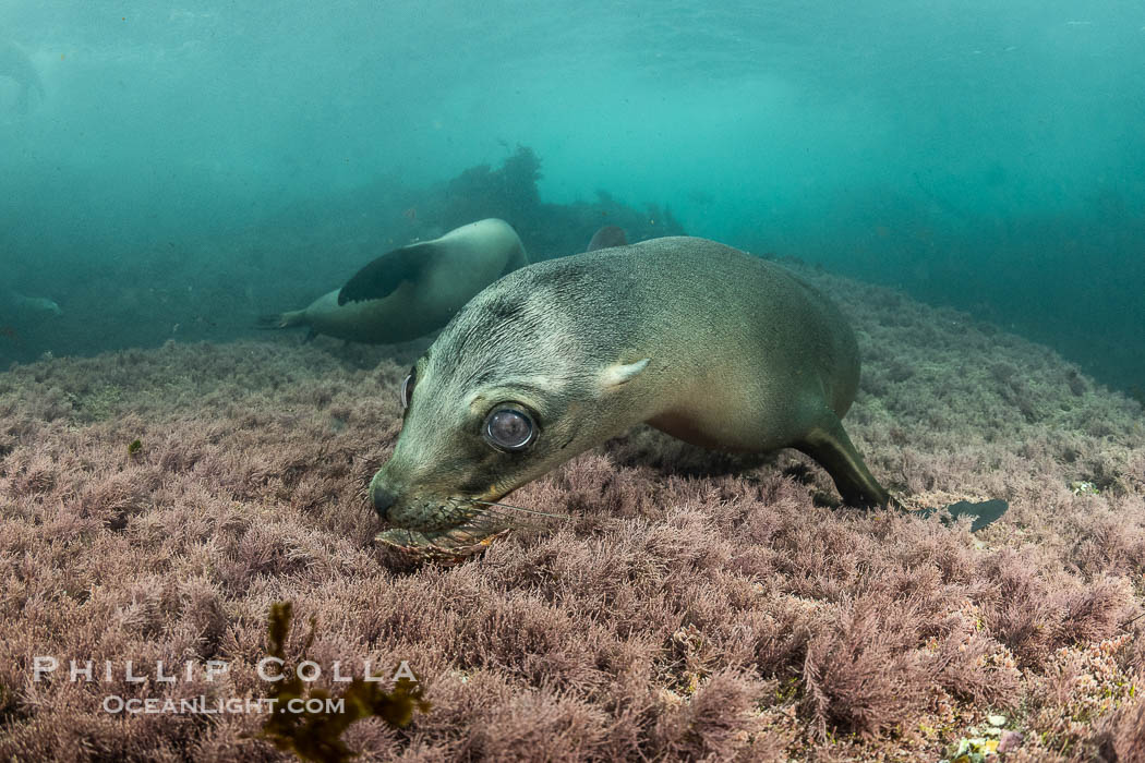 California Sea Lion Underwater, Coronado Islands, Baja California, Mexico. Coronado Islands (Islas Coronado), Zalophus californianus, natural history stock photograph, photo id 36493