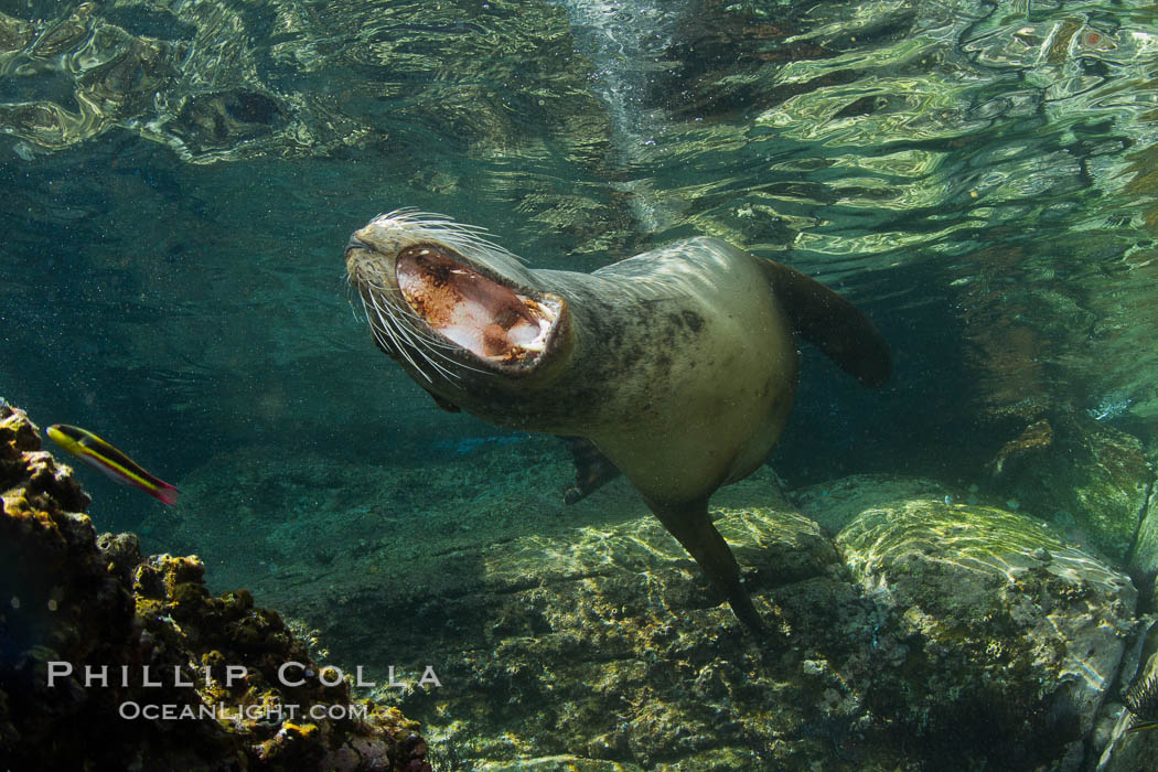 California sea lion underwater. Sea of Cortez, Baja California, Mexico, Zalophus californianus, natural history stock photograph, photo id 27422