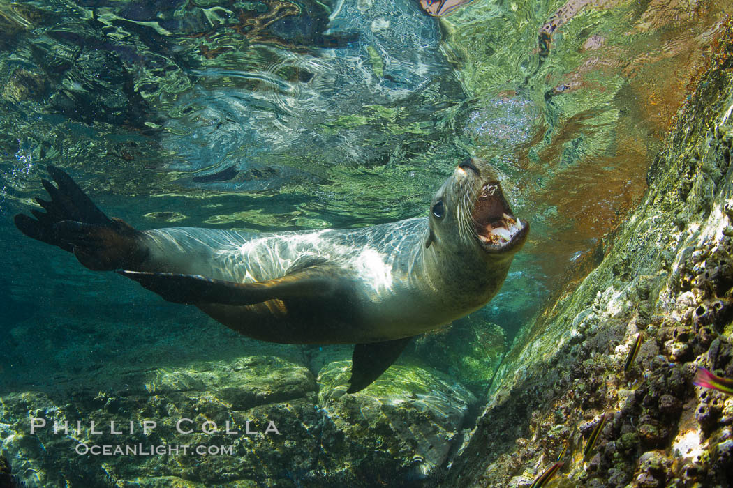 California sea lion underwater. Sea of Cortez, Baja California, Mexico, Zalophus californianus, natural history stock photograph, photo id 27434