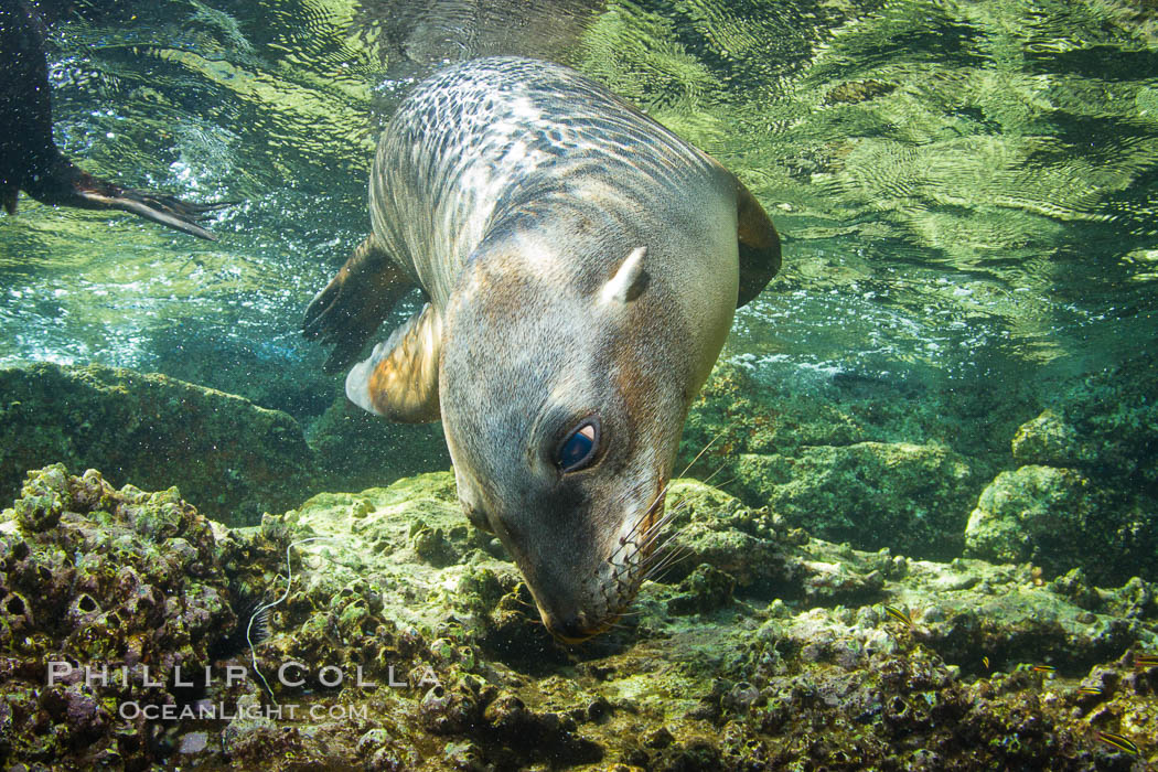 California sea lion underwater. Sea of Cortez, Baja California, Mexico, Zalophus californianus, natural history stock photograph, photo id 27446