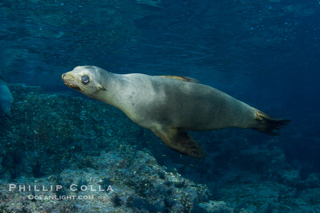 California sea lion underwater., Zalophus californianus, natural history stock photograph, photo id 27454