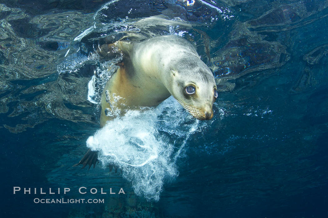 California sea lion underwater. Sea of Cortez, Baja California, Mexico, Zalophus californianus, natural history stock photograph, photo id 27424