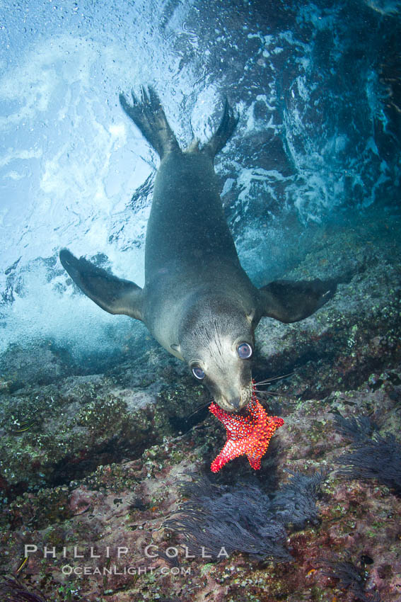 California sea lion underwater playing with sea star. Sea of Cortez, Baja California, Mexico, Zalophus californianus, natural history stock photograph, photo id 27428