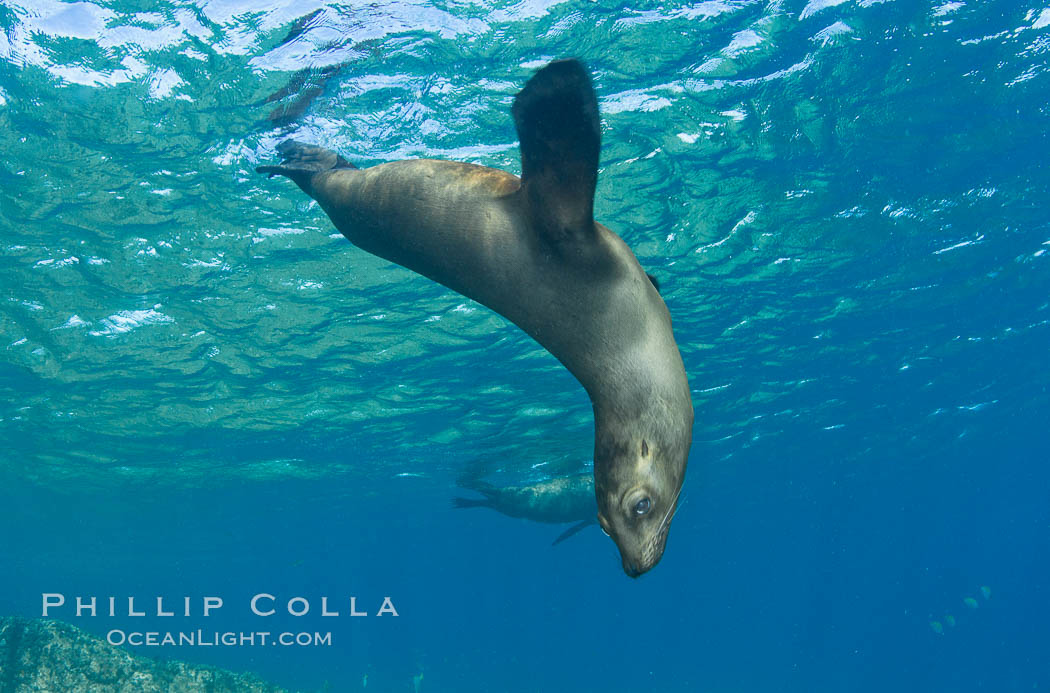 California sea lion underwater. Sea of Cortez, Baja California, Mexico, Zalophus californianus, natural history stock photograph, photo id 27436