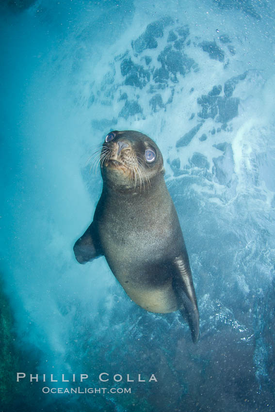 California sea lion underwater. Sea of Cortez, Baja California, Mexico, Zalophus californianus, natural history stock photograph, photo id 27427