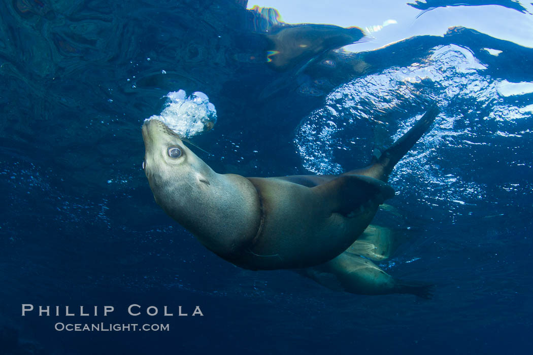 California sea lion injured by fishing line. Sea of Cortez, Baja California, Mexico, Zalophus californianus, natural history stock photograph, photo id 27425
