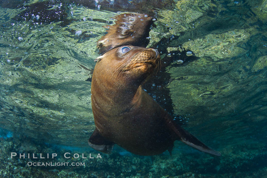 California sea lion underwater. Sea of Cortez, Baja California, Mexico, Zalophus californianus, natural history stock photograph, photo id 27433