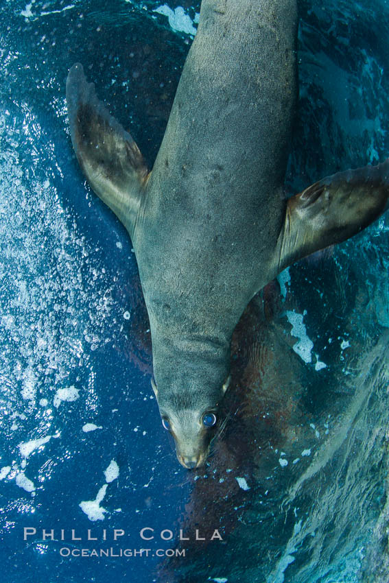 California sea lion underwater. Sea of Cortez, Baja California, Mexico, Zalophus californianus, natural history stock photograph, photo id 27437