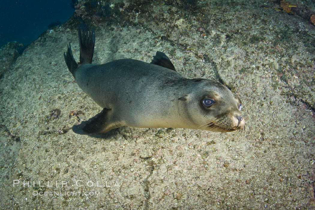 California sea lion underwater. Sea of Cortez, Baja California, Mexico, Zalophus californianus, natural history stock photograph, photo id 27441