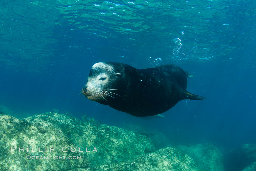 California sea lion, adult male bull, underwater. Sea of Cortez, Baja California, Mexico, Zalophus californianus, natural history stock photograph, photo id 27449